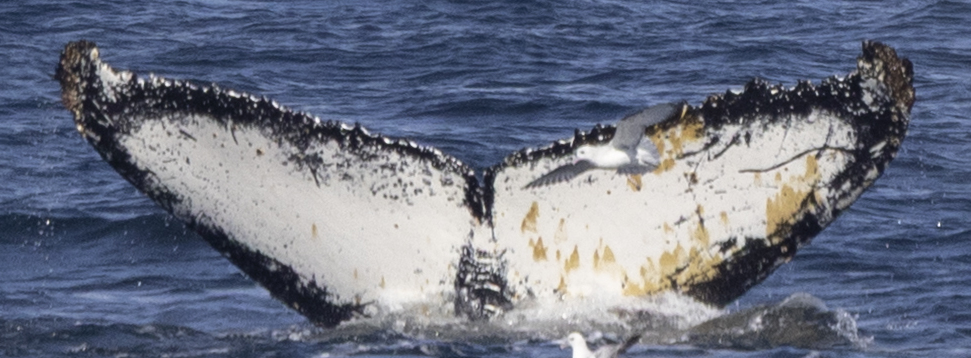 Fluke of HW-MN1308428