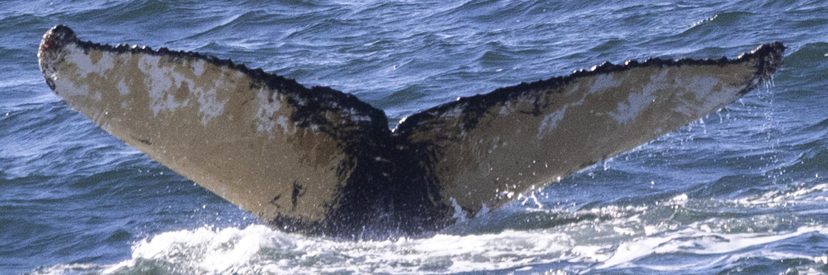 Fluke of HW-MN1308429