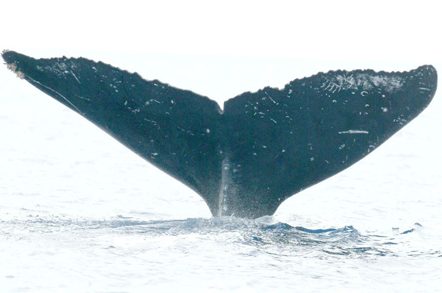 Fluke of HW-MN0440719