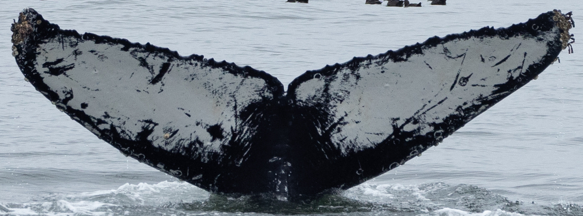 Fluke of CRC-15147