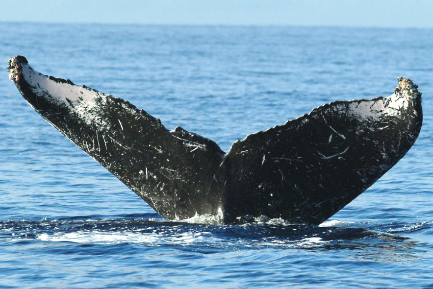 Fluke of Cybele (FS)