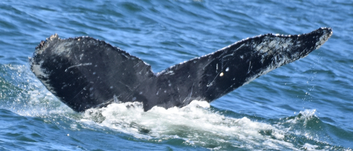 Fluke of Hoa Makamaka (California)