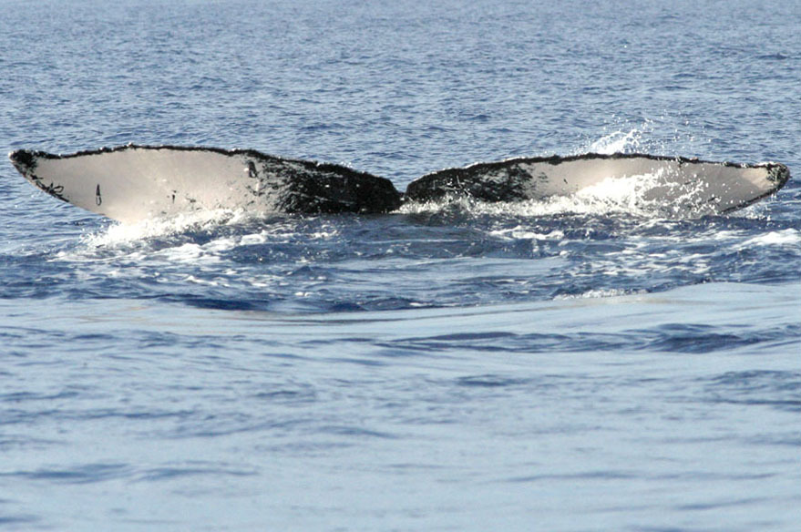Fluke of White Cow (RCHP)