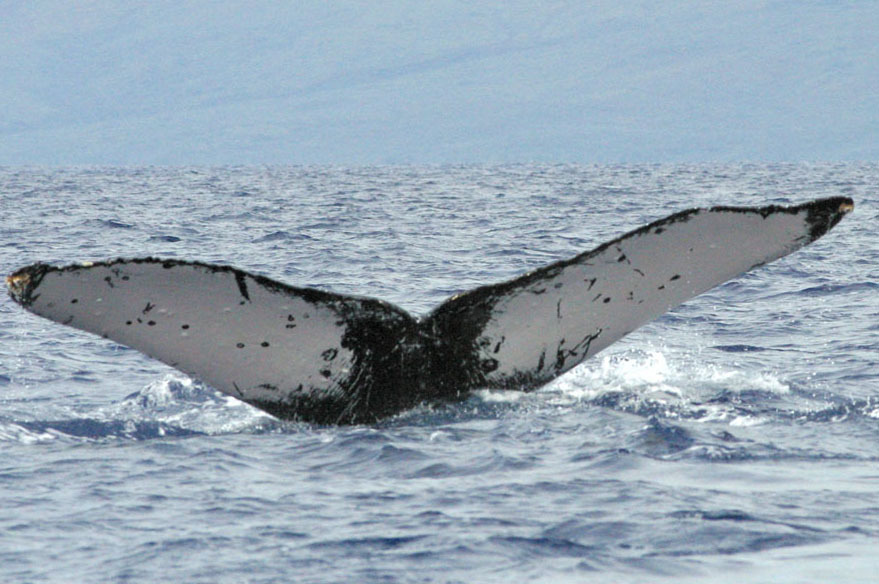 Fluke of АЭ (RCHP)