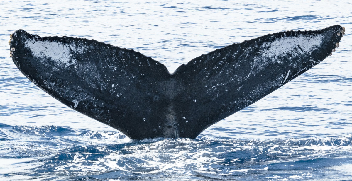 Fluke of HW-MN0440750