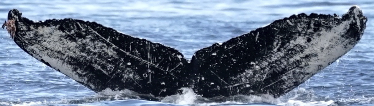 Fluke of Cutlass (Wrangell) aka OhrvWurm (FS)