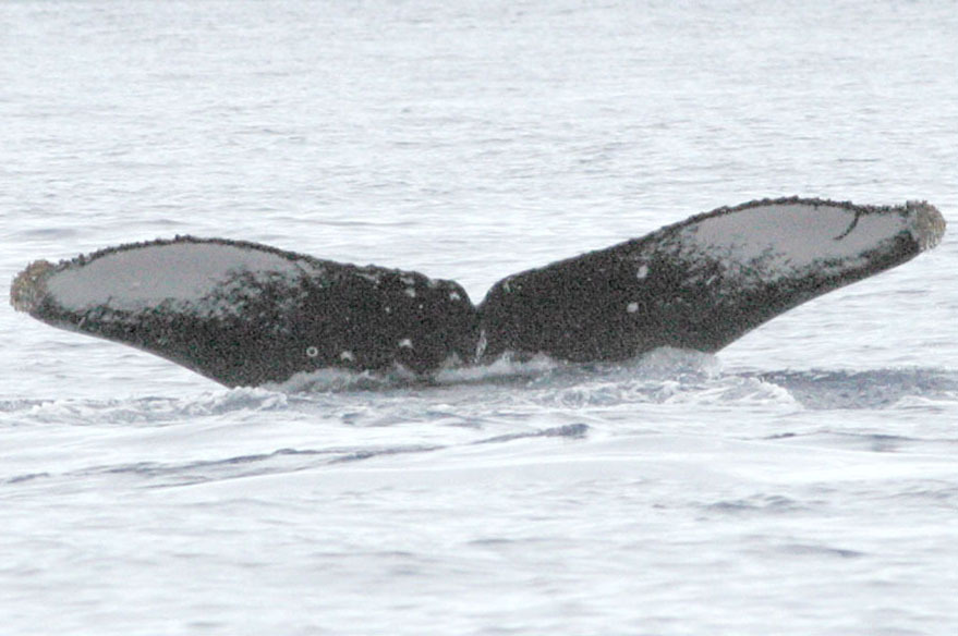 Fluke of Drip (BC)