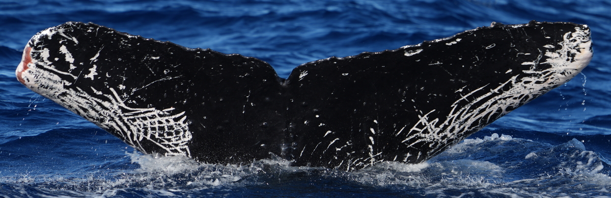 Fluke of HW-MN0440652