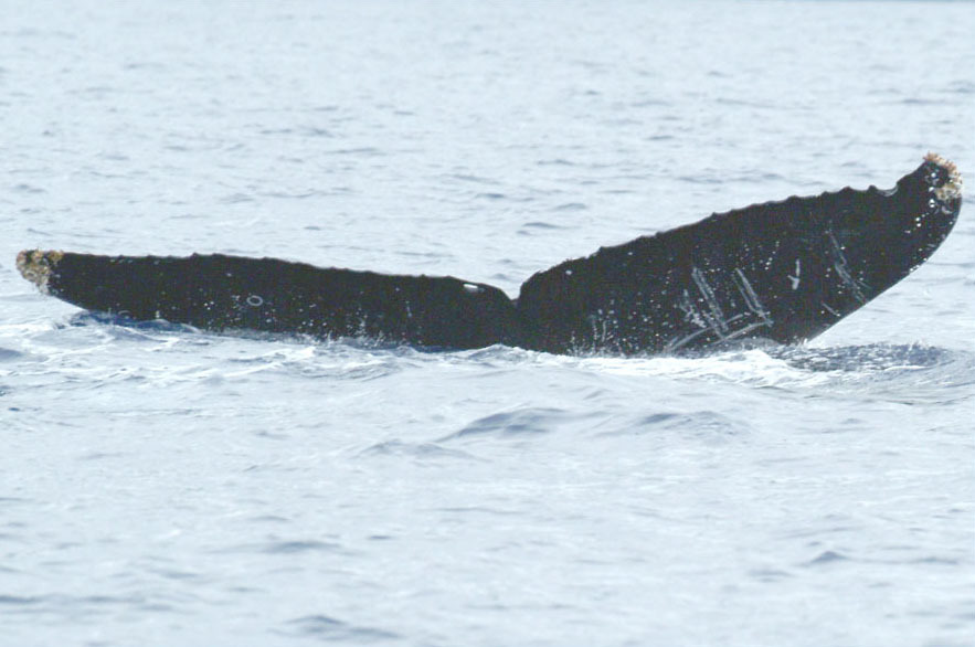 Fluke of CRC-19160