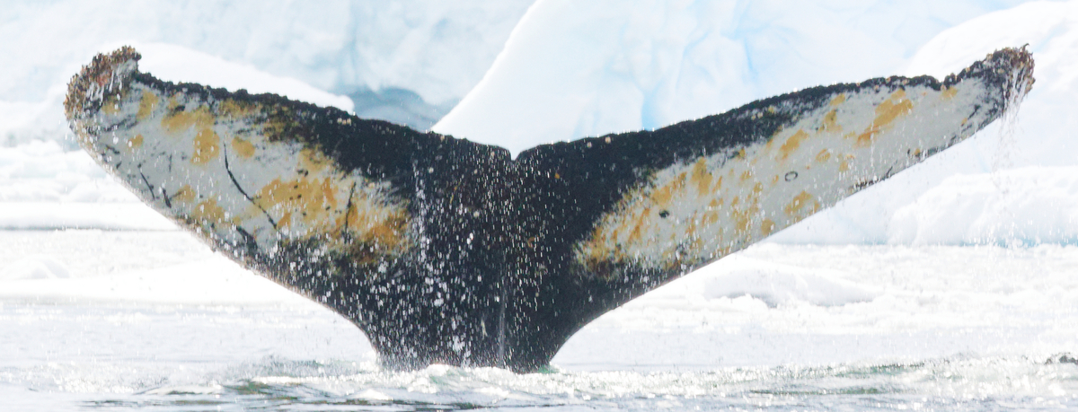 Fluke of PWF-EC_6856