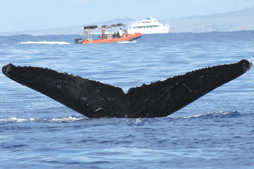 Fluke of Akamia (FS)