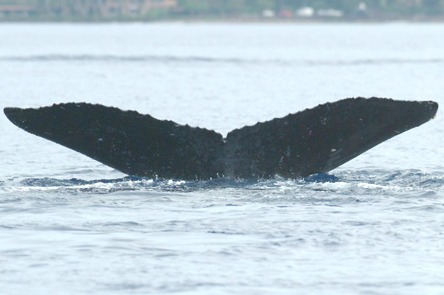 Fluke of HW-MN0440659