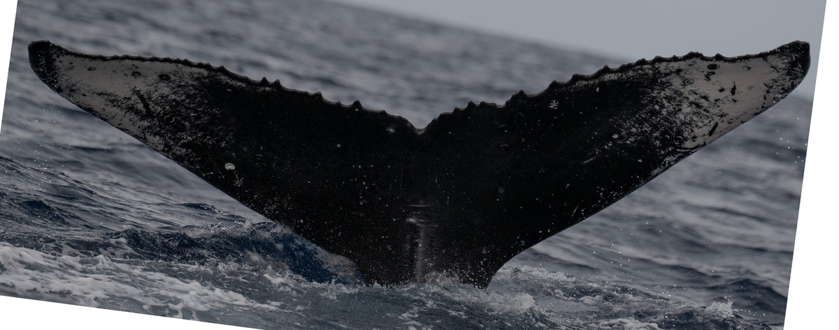 Fluke of HW-MN0445479