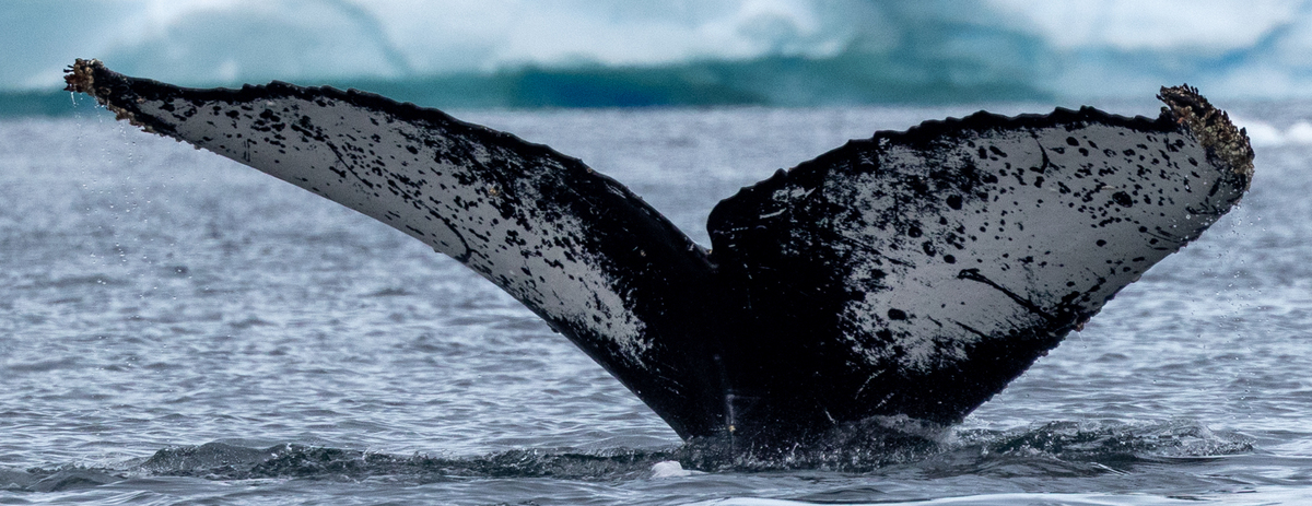 Fluke of Stardust (Antarctica)