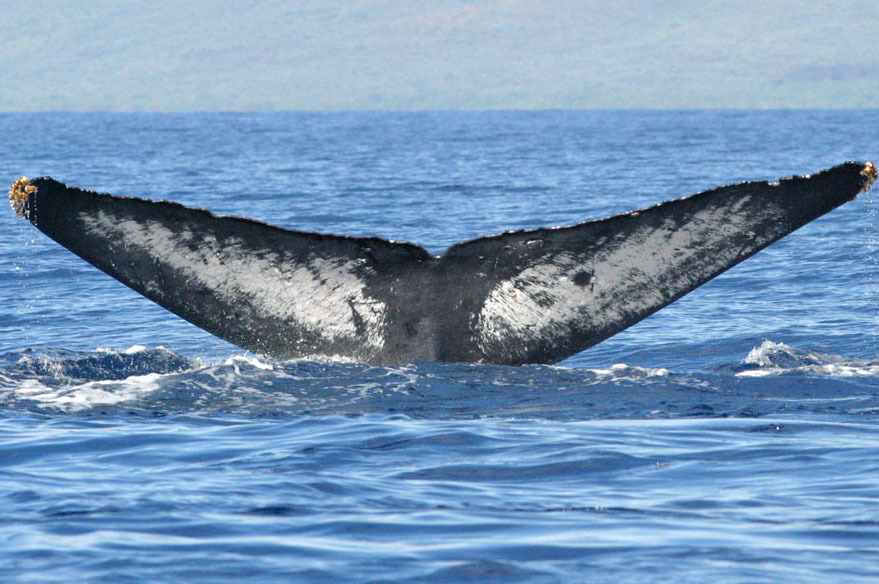 Fluke of Sweet Carolynn (Hawaii)