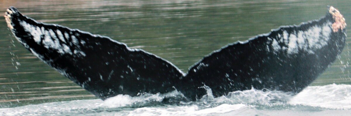 Fluke of Monarchy (Northern BC) aka Mako (Wrangell)