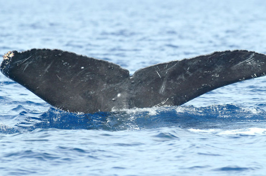 Fluke of HI04-0136