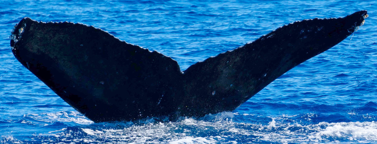 Fluke of Quaternery (FS)