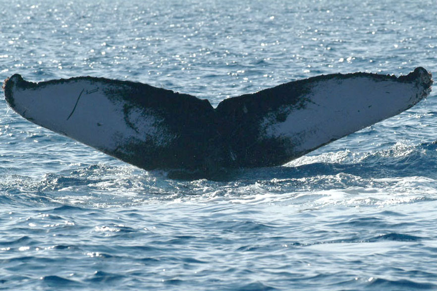 Fluke of BCY0142