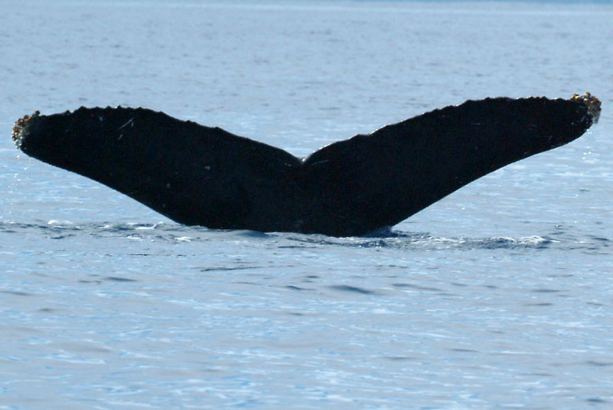 Fluke of SEAK-5235
