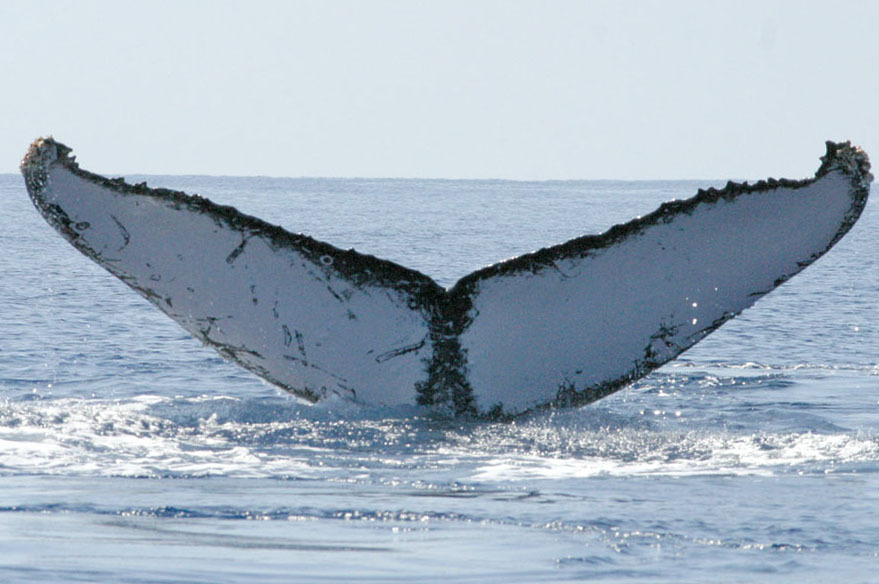 Fluke of HW-MN0440669