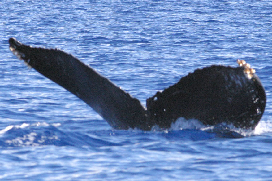 Fluke of HW-MN0440657