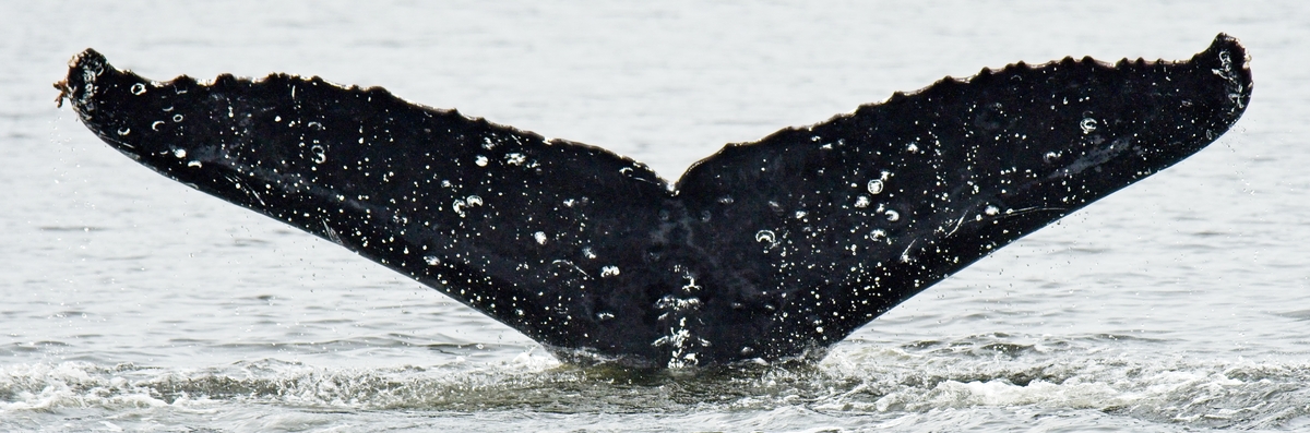 Fluke of Kamau (FS)