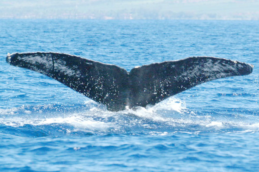 Fluke of SEAK-0391