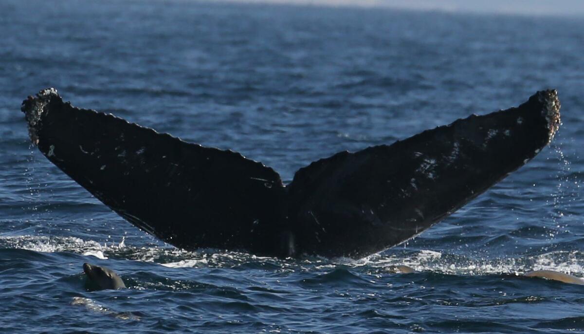 Fluke of CRC-11252
