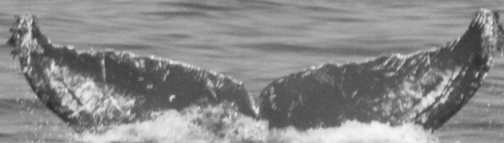 Fluke of CRC-10312