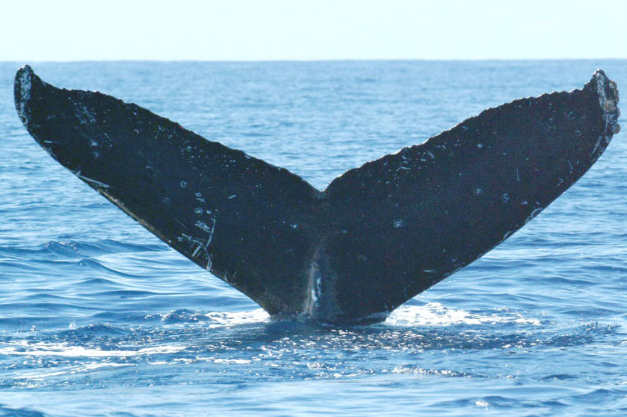 Fluke of Twain (FS)