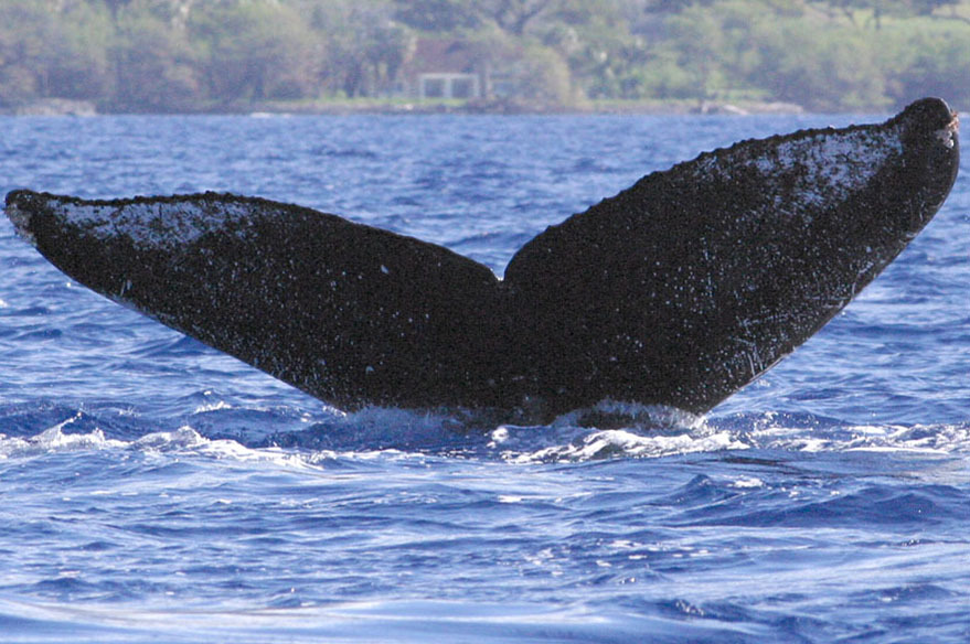 Fluke of HW-MN0440765
