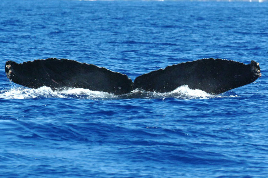 Fluke of Erasmus (FS)