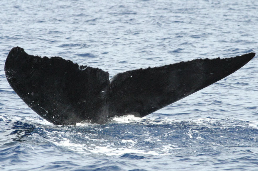 Fluke of HW-MN0440620