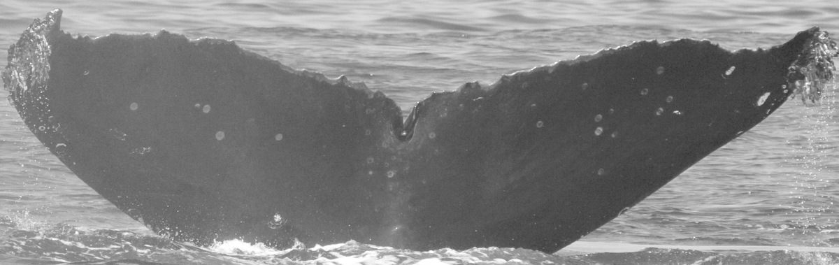 Fluke of CRC-9037