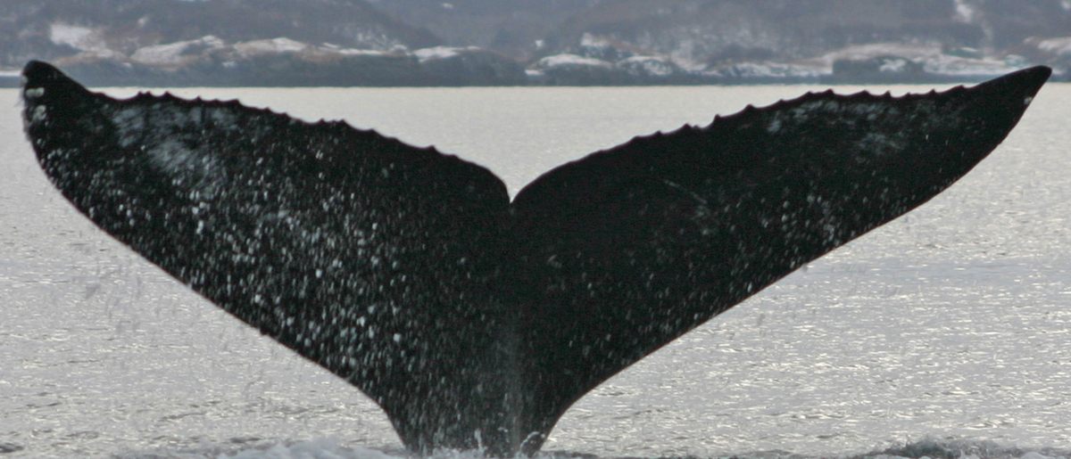 Fluke of HW-MN0420467