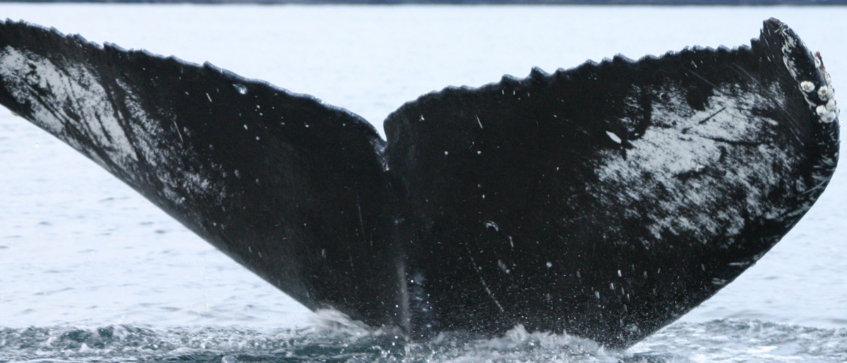 Fluke of HW-MN0420462