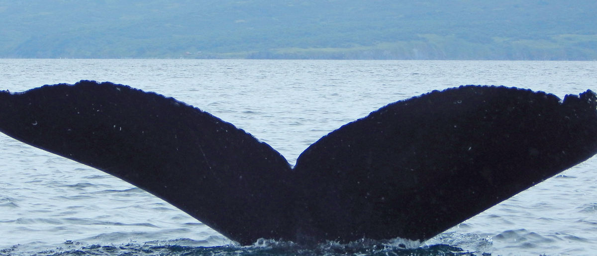 Fluke of HW-MN0420494