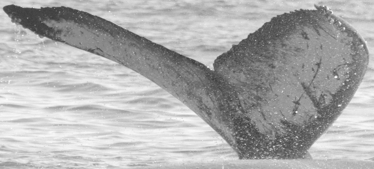 Fluke of CRC-11570