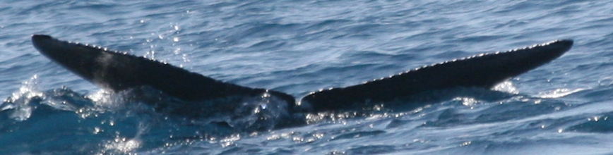 Fluke of 2025-2026 calf of SEAK-5311