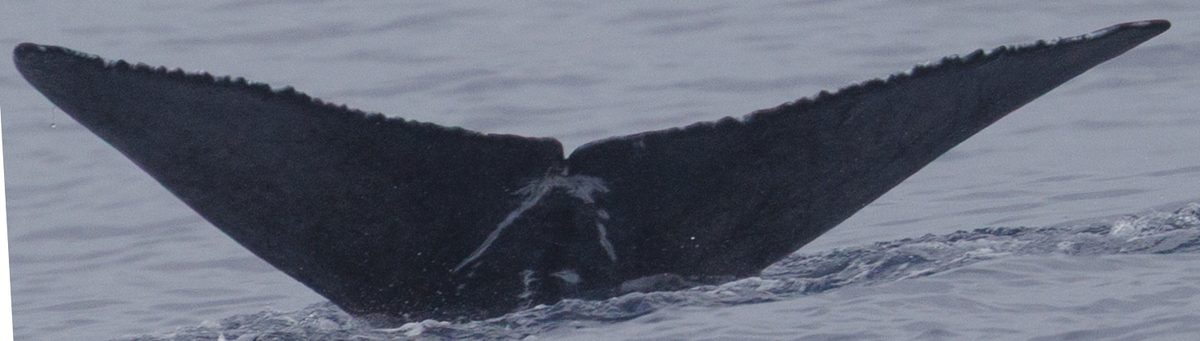 Fluke of 2025-2026 calf of PWF-NP_0852