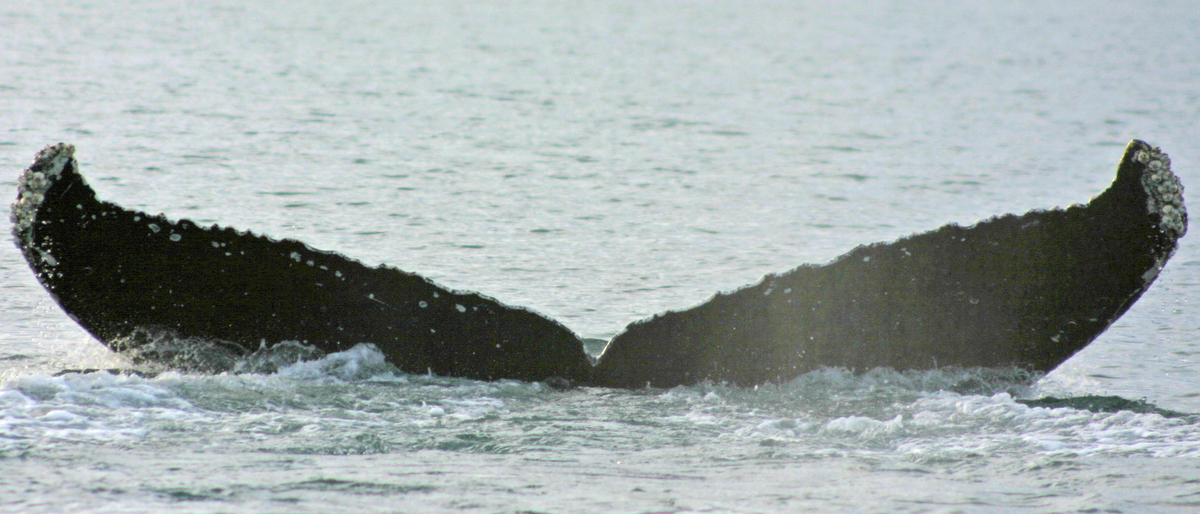 Fluke of Bubbles (Kodiak Island)