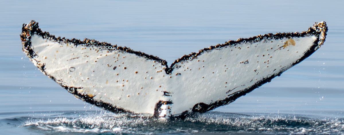 Fluke of HW-MN1308465