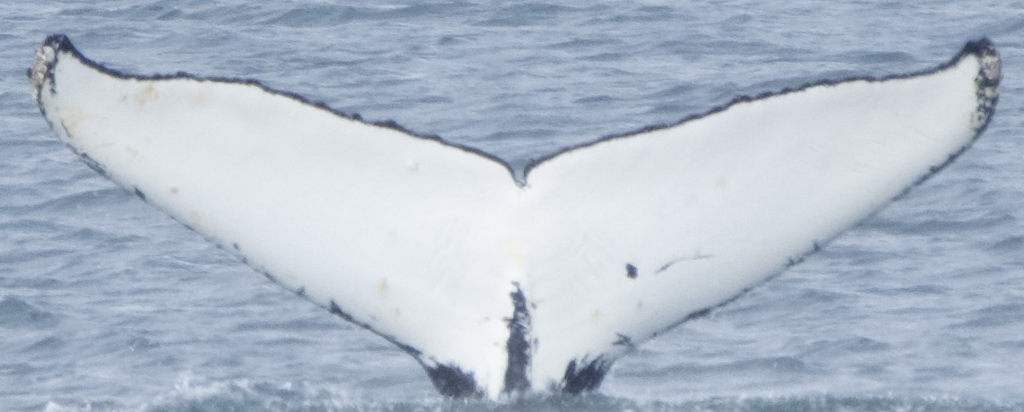 Fluke of HW-MN1308470