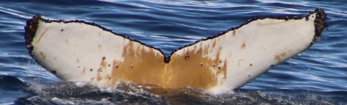 Fluke of HW-MN1308472