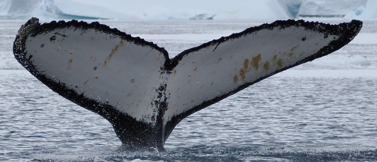 Fluke of HW-MN1308476