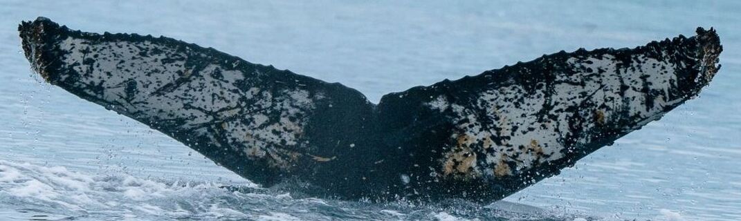 Fluke of HW-MN1308483