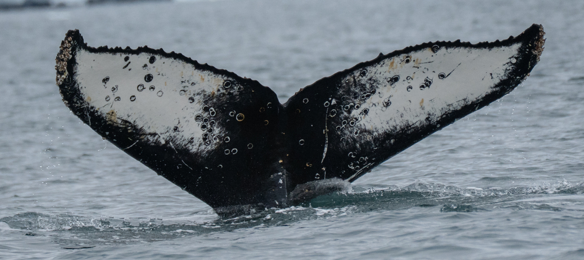 Fluke of HW-MN1308485