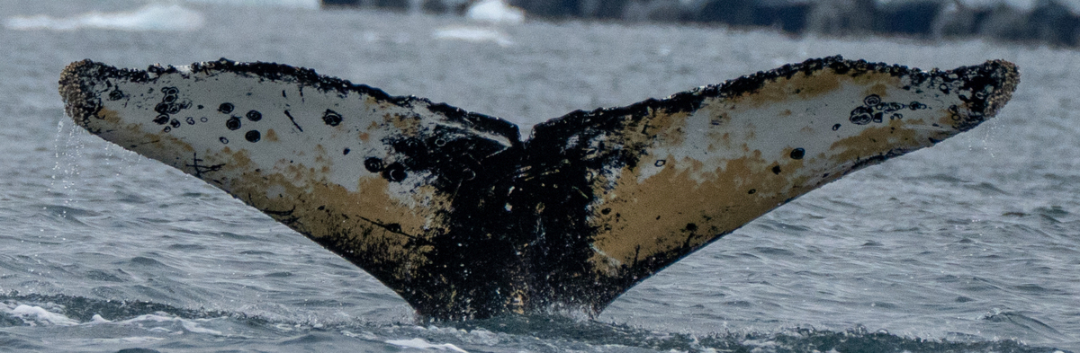 Fluke of HW-MN1308486