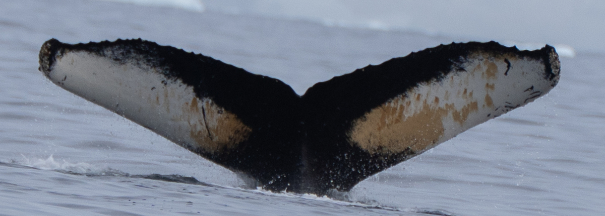 Fluke of HW-MN1308487